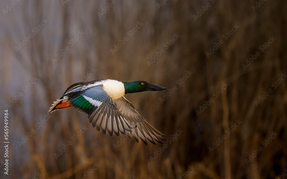 Obraz premium Photograph of Northern Shoveler Ducks