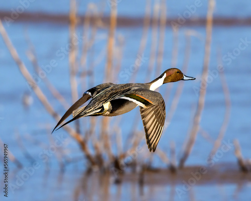 Photograph of Northern Pintail Ducks photo