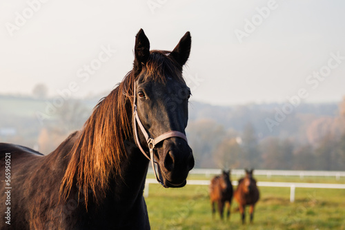 Thoroughbred horse mare on pasture. Farm animal