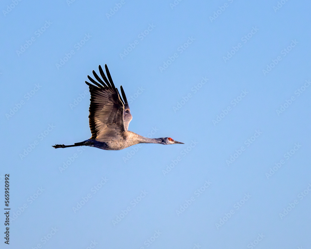 Obraz premium Photograph of Sandhill Cranes