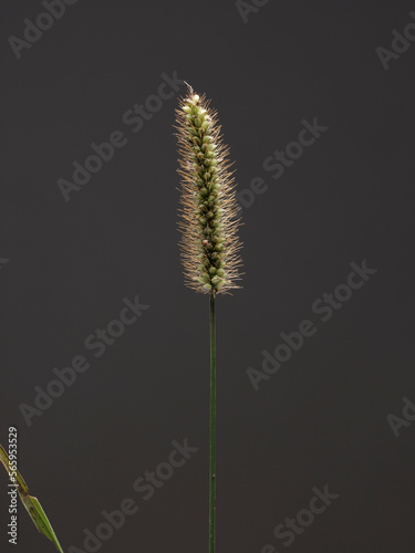 Spiga verde di erba infestante, Phleum pratense © howardponneso