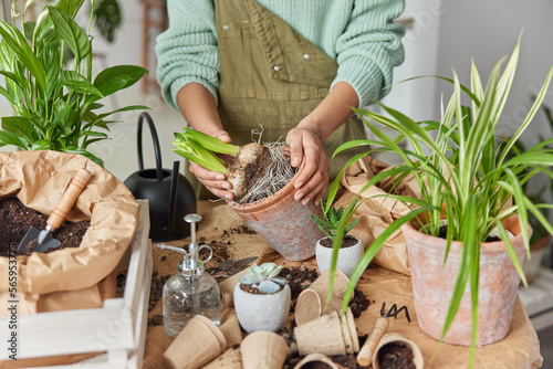 Cropped image of unknown female florist transplants bulb flowers in pots holds plant with soil poses near table with bag of soil gardening tools and various pots. People hobby and gardening concept