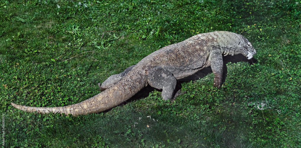 Fototapeta premium Komodo dragon eats rat on the lawn. Latin name - Varanus komodoensis