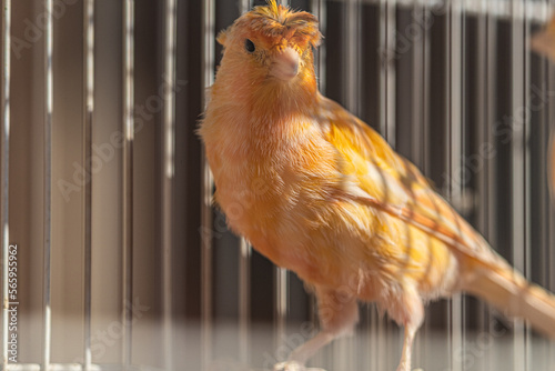Obraz na płótnie A yellow canary sitting inside its cage w salonie