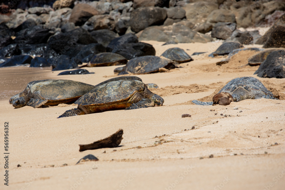 Meeresschildkröten, Turtels, am Strand von Hawaii, Maui 