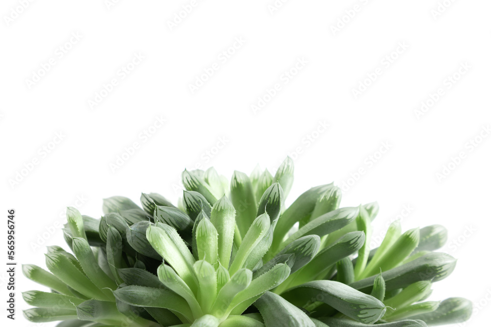 Obraz premium Succulents in pot on white table background. Front view.