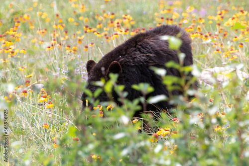 black bear in long grass and flowers