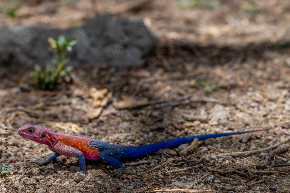 lizard basking in the sun in serengeti national park lizard basking in the sun in serengeti national park