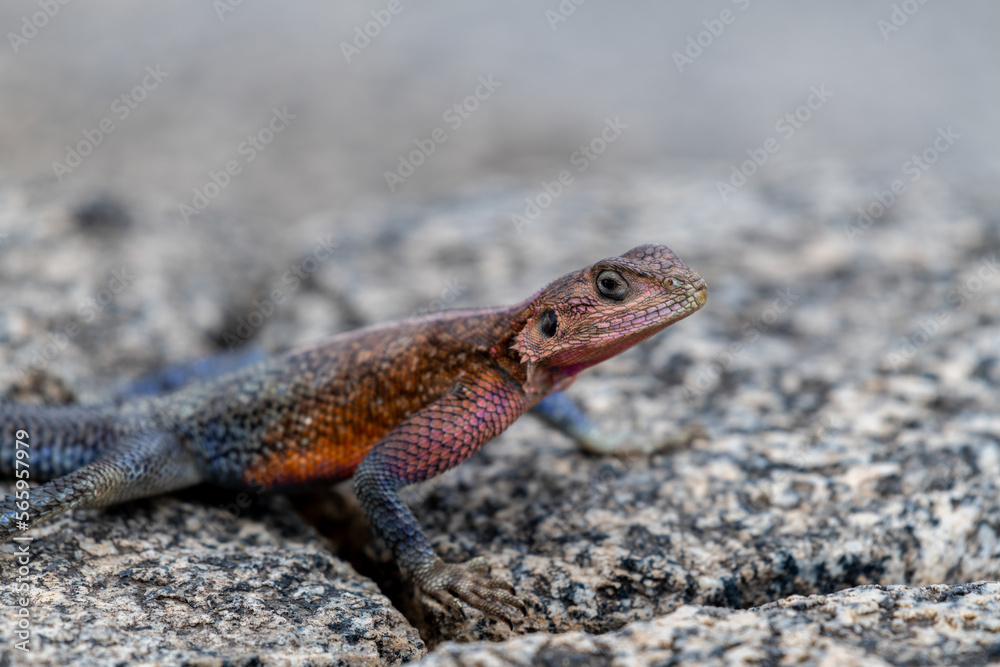 lizard basking in the sun in serengeti national park lizard basking in the sun in serengeti national park