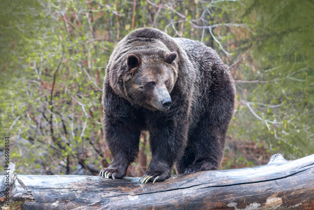Fototapeta premium grizzly bear standing on log