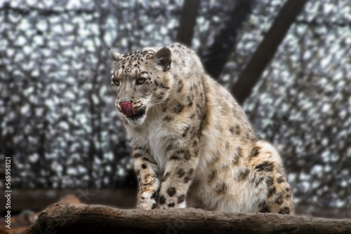 portrait of a snow leopard © Amy