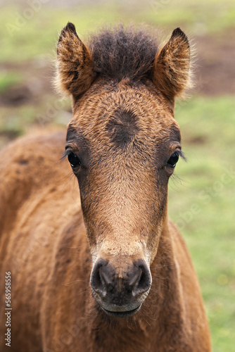 Portrait of a cute Icelandic stallion. Icelandic horse. Iceland