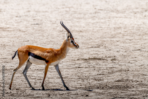 Wild Thomson's gazelles in serengeti national park photo