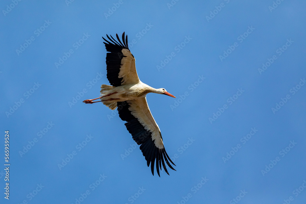 Obraz premium Fliegender Weißstorch (Ciconia ciconia)