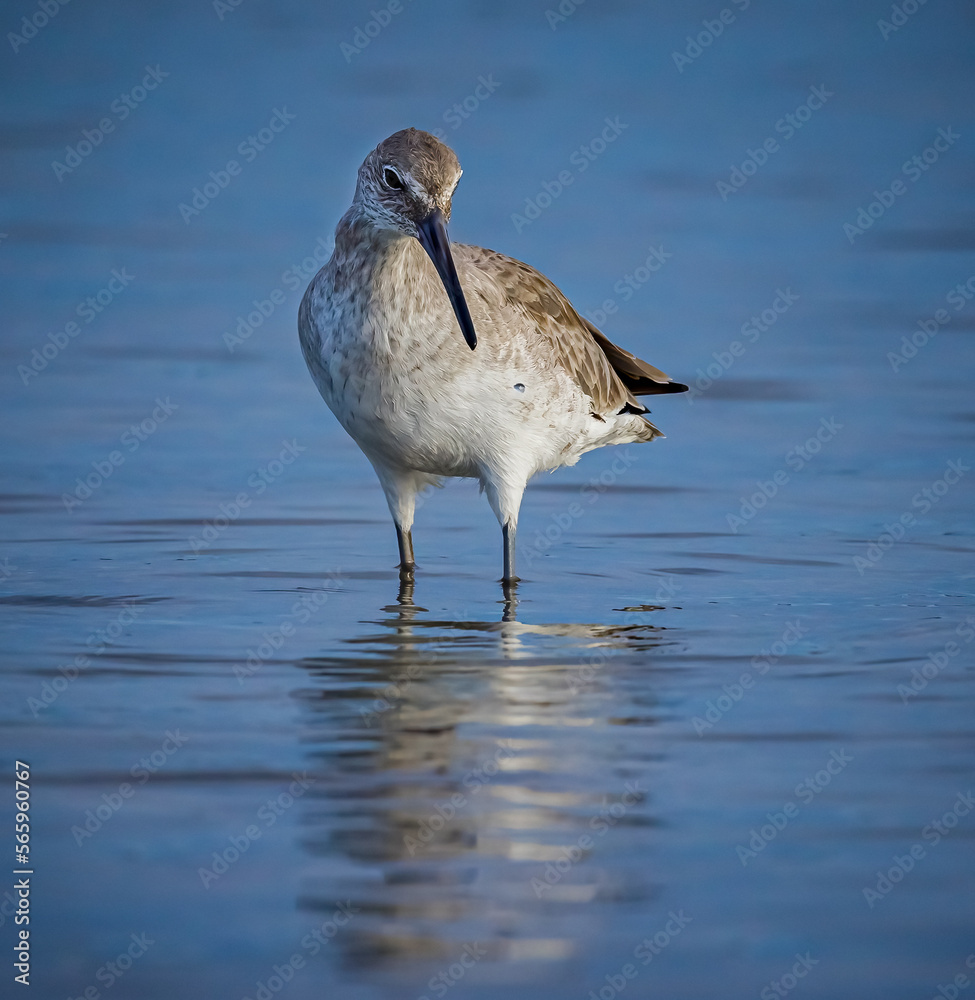 A willet searches the water for food in Fort DeSoto park