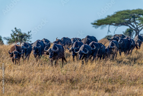 Fototapeta Naklejka Na Ścianę i Meble -  Wild buffaloes in Serengeti National Park