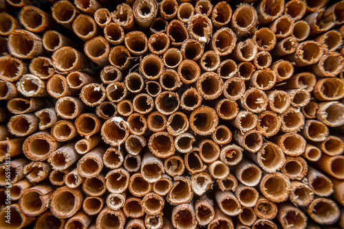 Bee house close-up, Mason bee reeds, Osmia rufa, cocoons, garden © Oskar