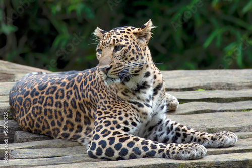 Close up portrait of Javan leopard