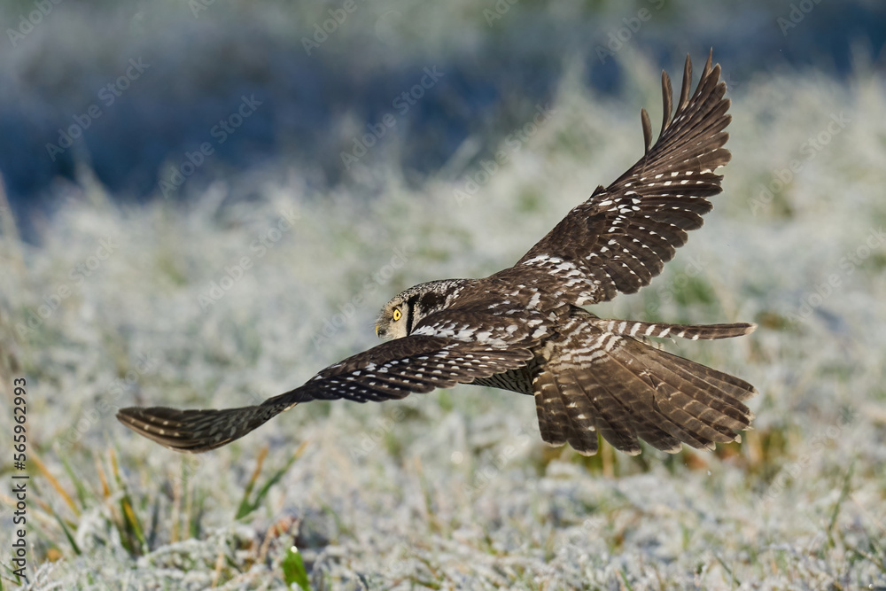 Obraz premium Northern hawk owl (Surnia ulula)