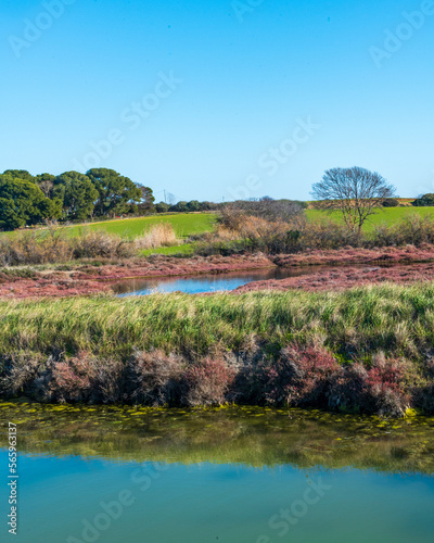 Paysage d'une saline avec des salicornes autour d'un étang, avec de la végétation, une prairie verte et des arbres à l'arrière plan par une journée ensoleillée avec un ciel bleu uniforme