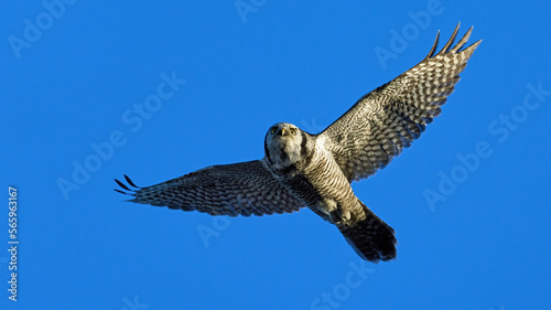 Northern hawk owl (Surnia ulula)