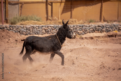 Donkey Running in the Dust