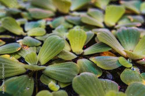 floating plants in the water