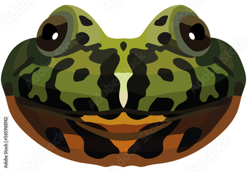 Realistic muzzle of fire-bellied toad. Portrait of a multi-colored frog on a white background. Vector graphics.