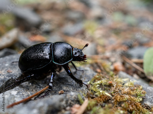 Tiny beetle that I almost stepped on! © Markus
