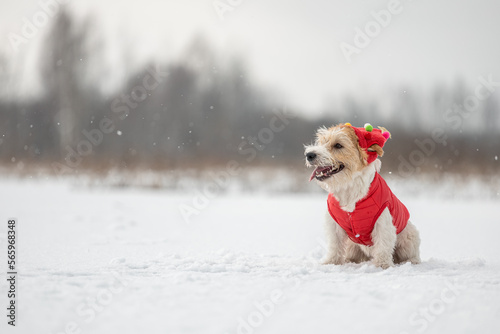 Fototapeta Naklejka Na Ścianę i Meble -  A dog in a red festive cap and jacket sits on the snow. Jack Russell Terrier in winter in snowfall. Christmas concept