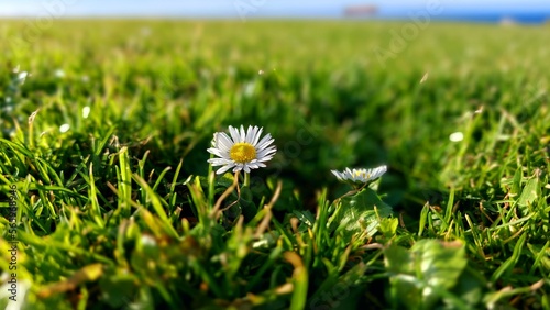 Chamomile hid in the green grass