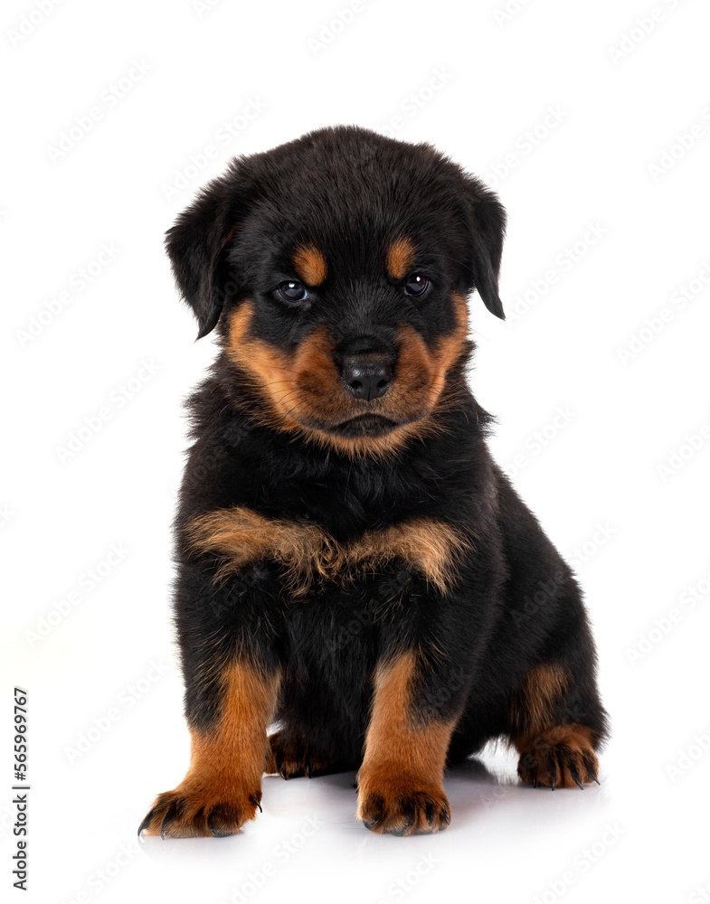 puppy rottweiler in studio