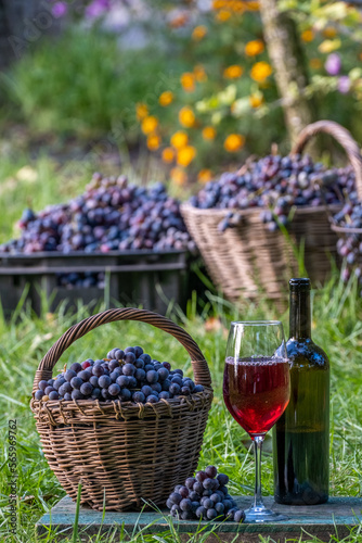 Red wine. Wine tasting culture. Dessert red wine in the wineglass in summer day. Viticulture. Grapes harvesting, outdoors