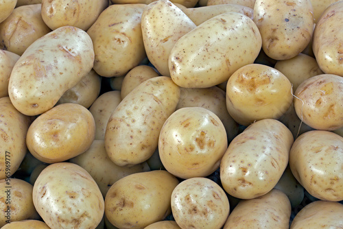 Closeup of pile of potatoes for sale at open market in Sao Paulo city, Brazil photo