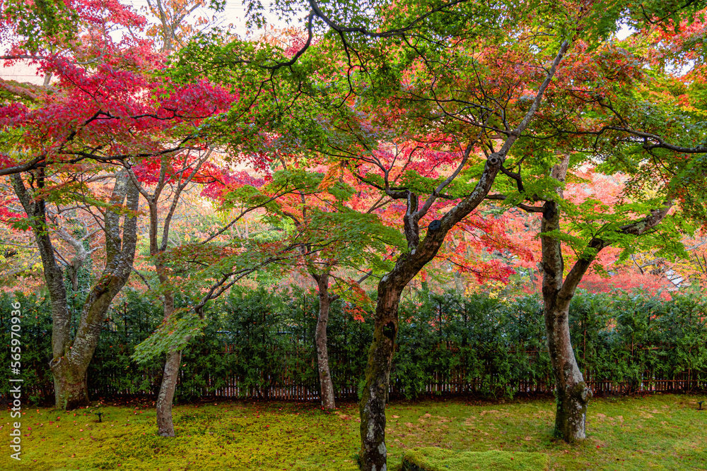 Fototapeta premium Beautiful autumn scene at Toyko, Japan