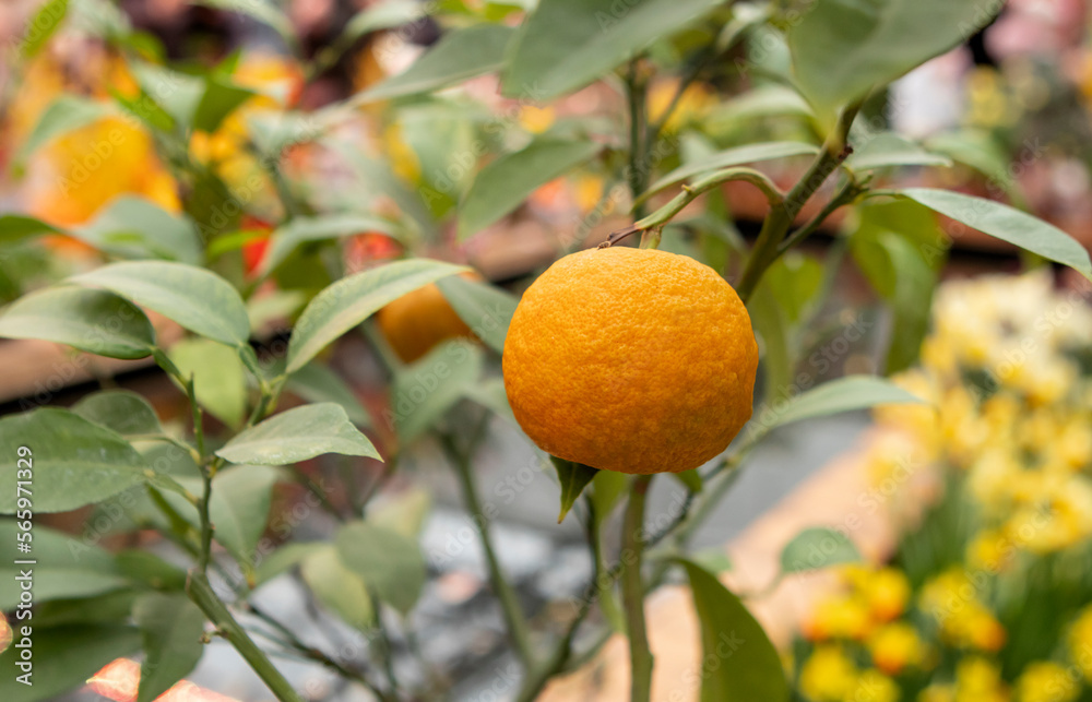 tangerines on a branch in the garden