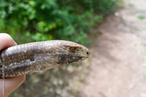 European legless lizard, Pseudopus apodus apodus, Sheltopusik. It's a non venomous reptile looks like a snake. Armenia photo