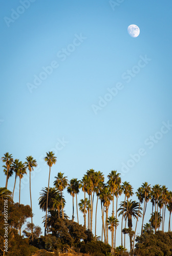 palm trees and moon