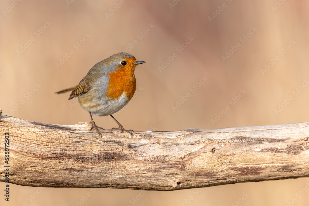 European Robin (Erithacus rubecula) perched on a branch in the forest in winters. European Robin (Erithacus rubecula) perched on a branch in the forest in winters.
