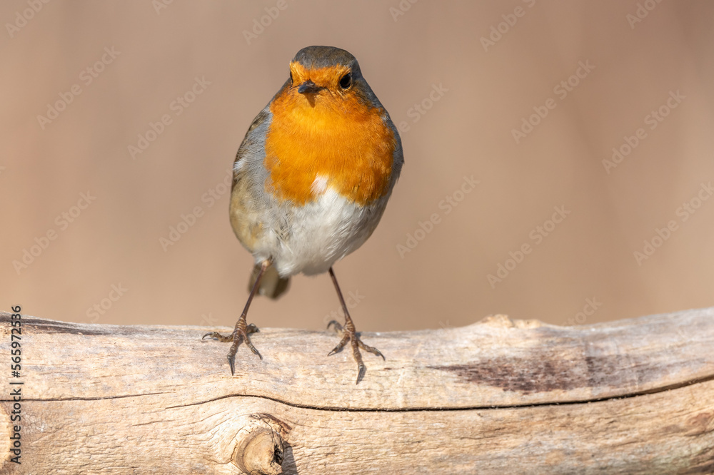 Fototapeta premium European Robin (Erithacus rubecula) perched on a branch in the forest in winters.