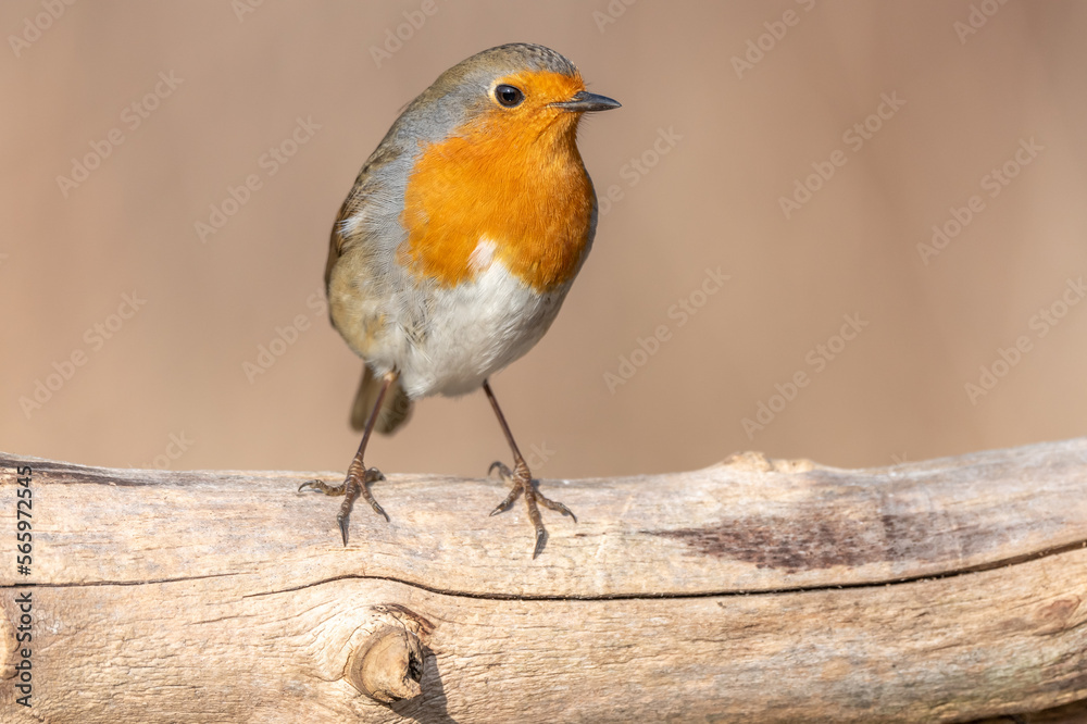 European Robin (Erithacus rubecula) perched on a branch in the forest in winters. European Robin (Erithacus rubecula) perched on a branch in the forest in winters.