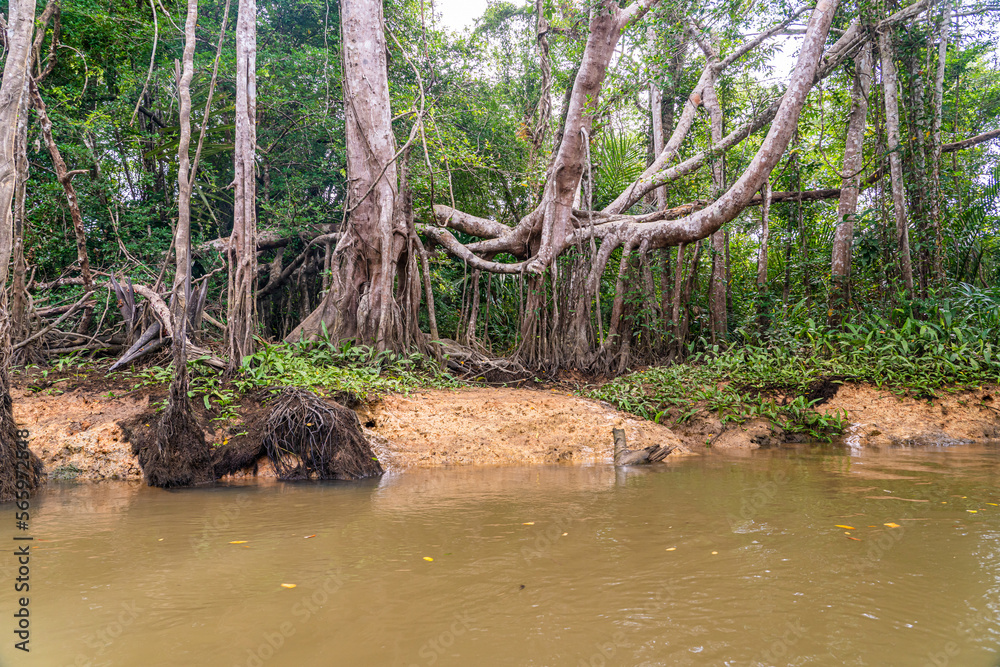 Banyan Tree and Mangrove forest in Sang Nae Canal Phang Nga, Thailand