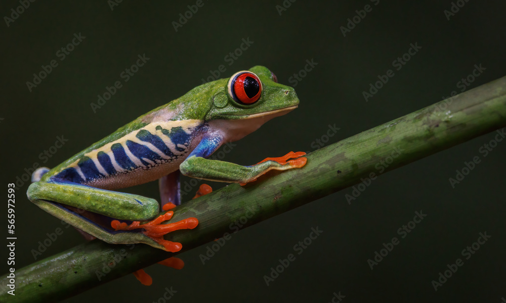 Fototapeta premium Red-eyed tree frog in Costa Rica 