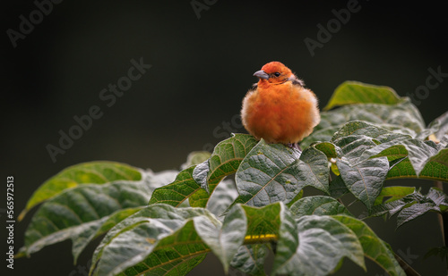 Flame colored tanager in Costa Rica  photo