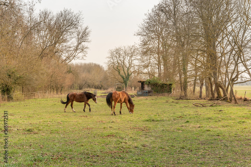 Horses in a paddock in late winter.