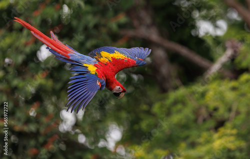 A scarlet macaw in the rainforest of Costa Rica 