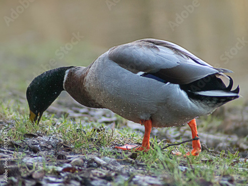 Close-up of wild male Mallard (Anas platyrhynchos, dabbling duck) or drake feeding on the ground near the pond at Limerick in Ireland, Europe during autumn