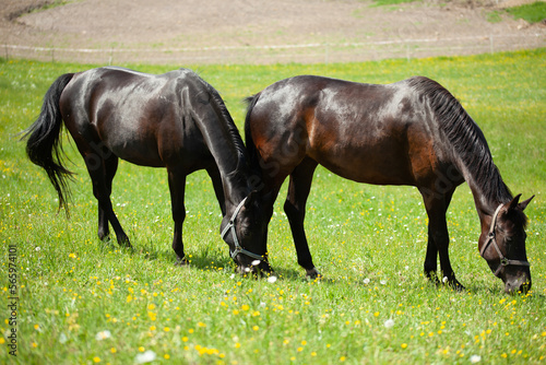 Horses in the pasture in the sunny afternoon