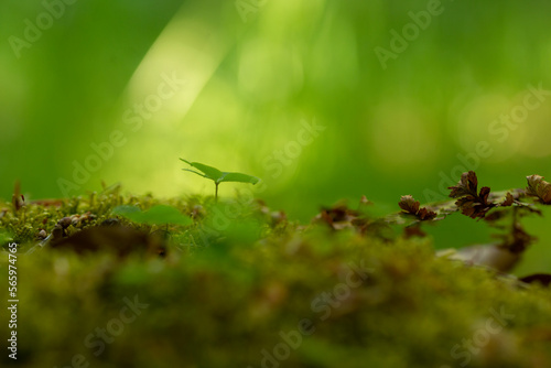 Pflanzen Sprössling auf Moos im Wald © Rüdiger 