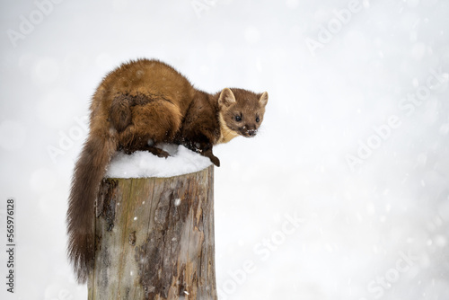The marten runs on the newly fallen snow and climbs into the hollow of the tree.